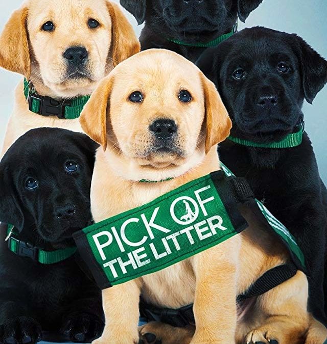 Pick of the Litter